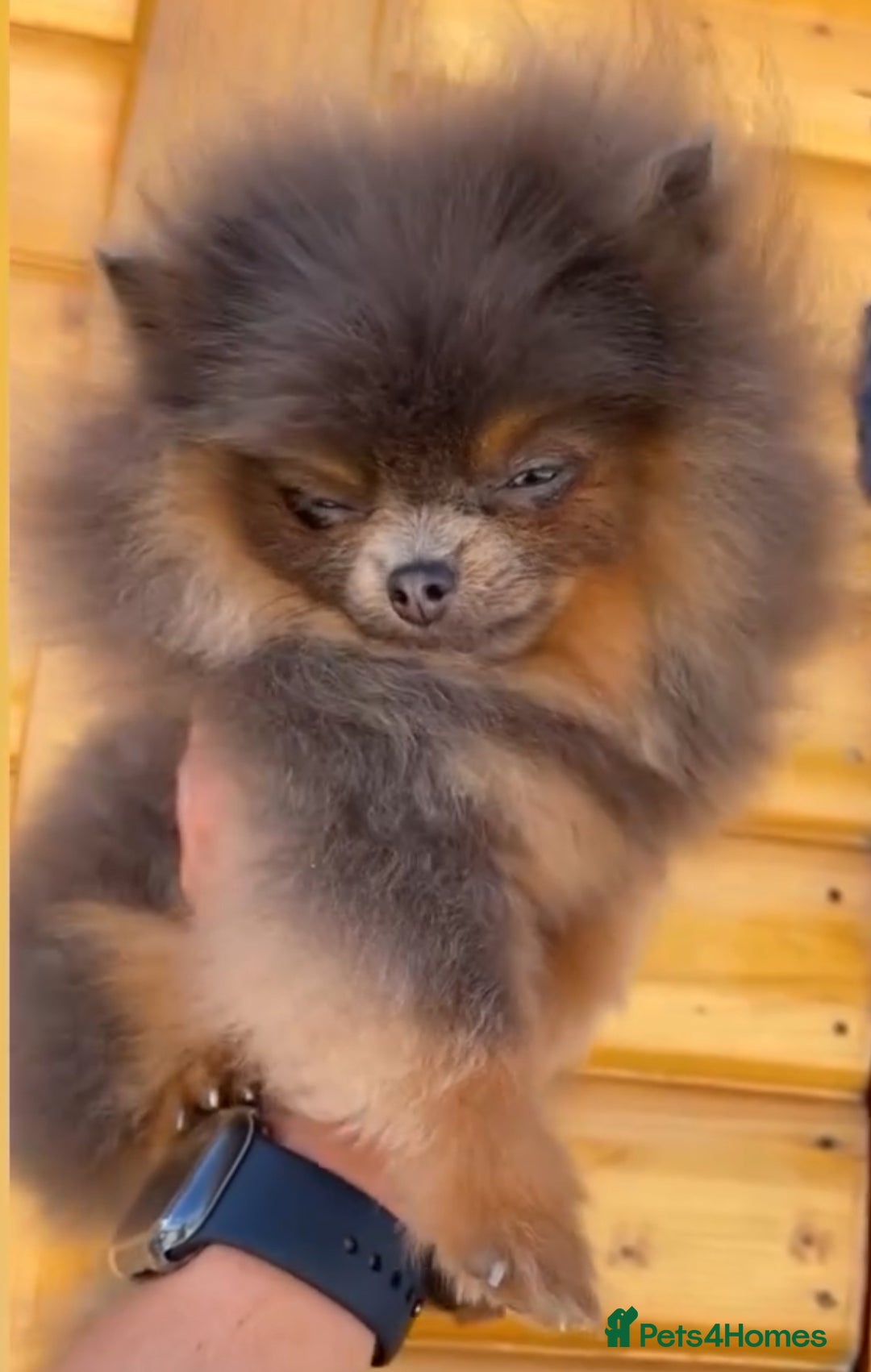 Pomeranian dogs for stud: Pomeranian stud Gypsy king  - Image 1