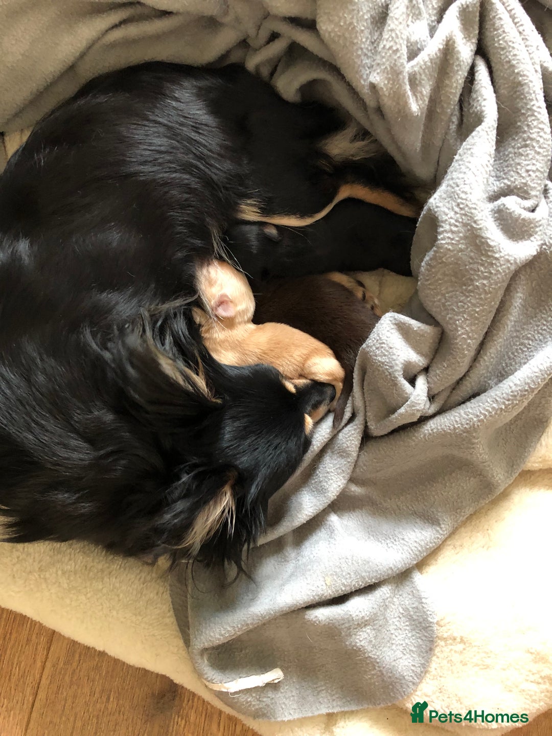 Chihuahua dogs for sale: chocolate boy black n tan boy creamish girl  - Advert 27