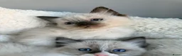 Ragdoll cats for sale: 🎖️GCCF🏆RAGDOLLS 11WKS **EXTENSIVE GENETIC TEST** - Advert 28