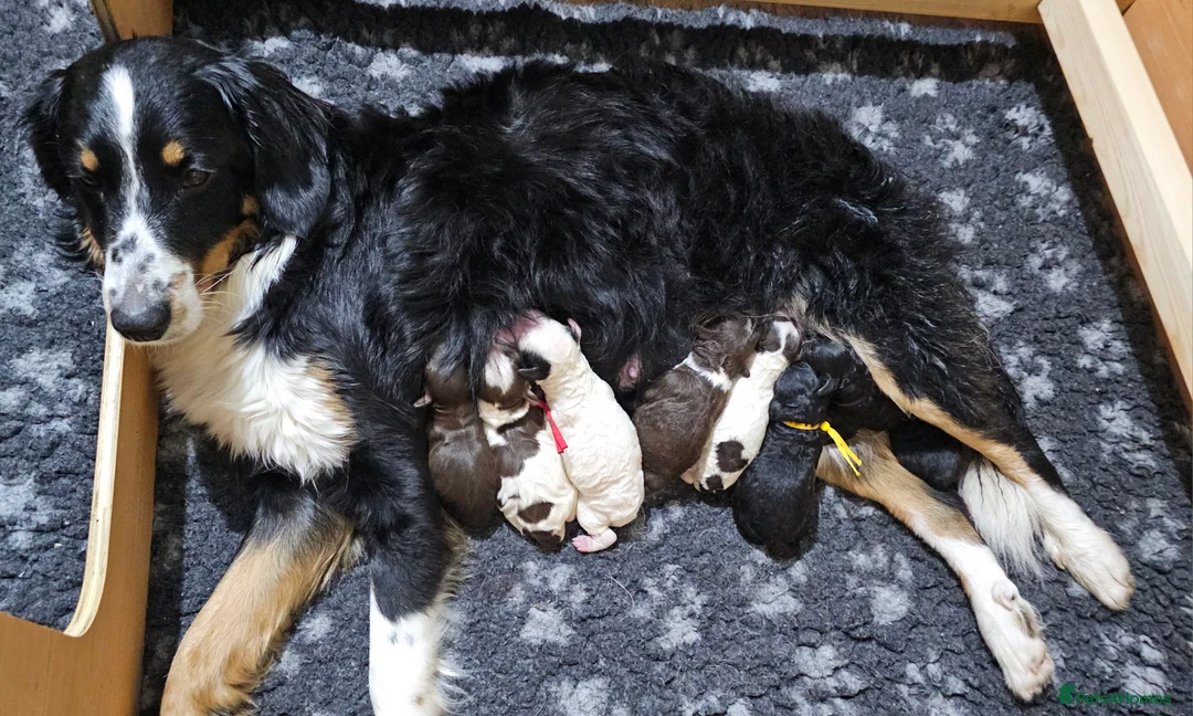 Bernedoodle dogs for sale: Stunning Bernedoodles💕DNA Health Tested Parents ! - Advert 15