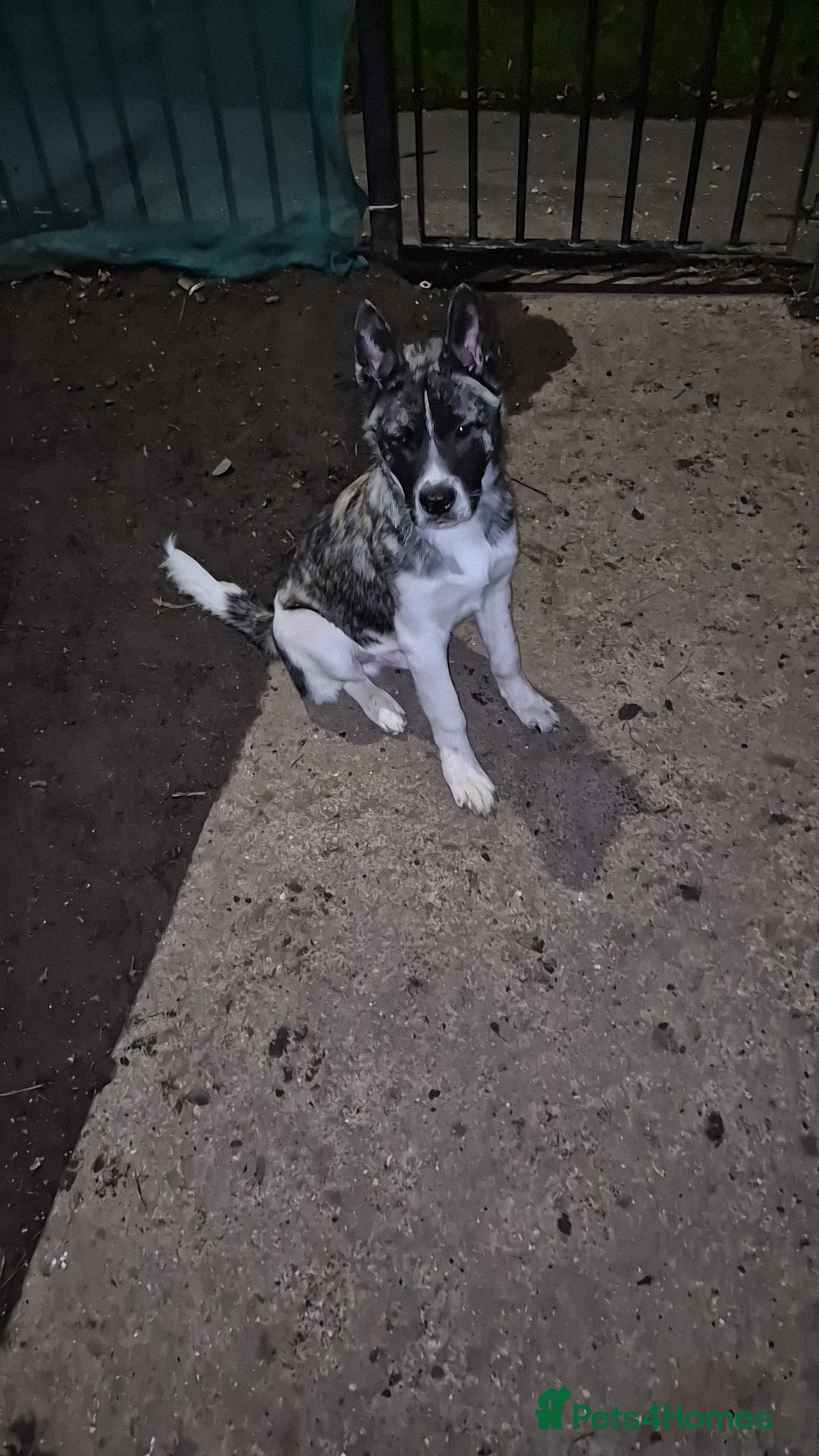 Akita dogs Akita Pup - Advert 1