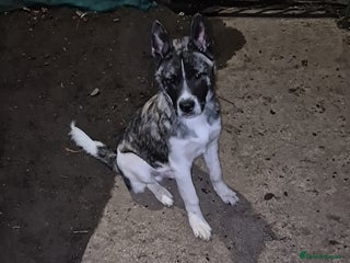 Akita dogs Akita Pup - Advert 1