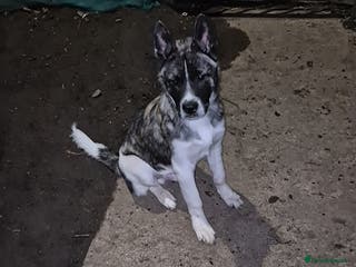 Akita dogs Akita Pup - Advert 7