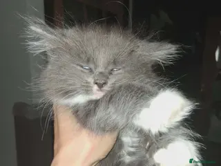 Maine Coon cats Maine Coon - Advert 15