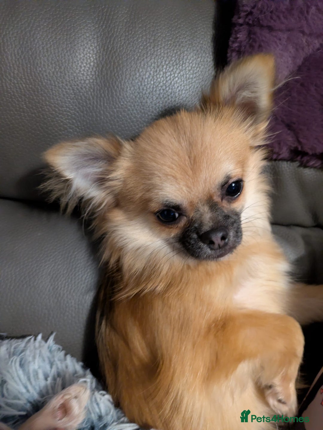 Chihuahua dogs for sale: Gorgeous Chihuahua puppy - Advert 2