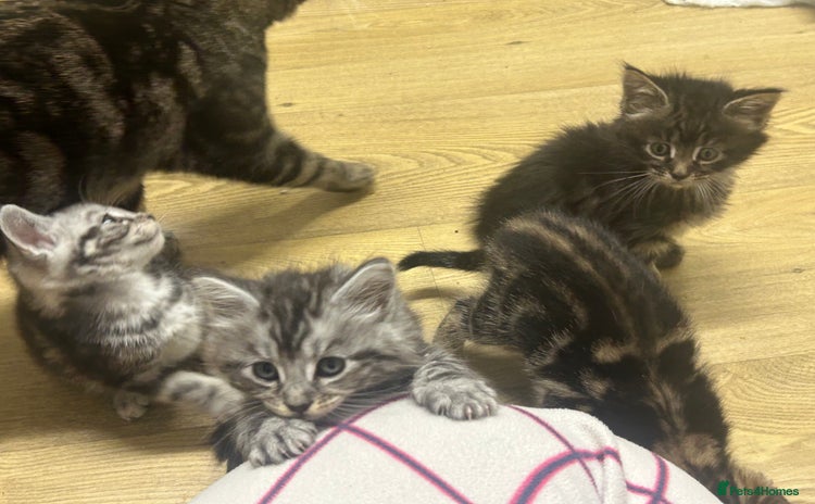 Mixed Breed cats Tabby cross Maine coon kittens   - Advert 1