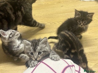 Mixed Breed cats Tabby cross Maine coon kittens - Advert 1