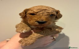 Standard Poodle dogs for sale: Beautiful KC Registered Standard Poodle Puppies - Image 13