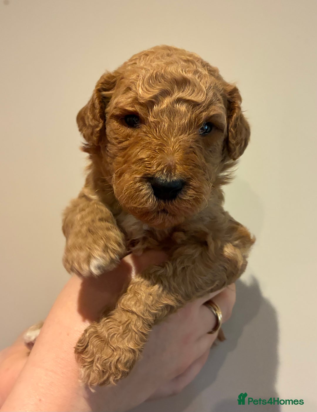 Standard Poodle dogs for sale: Beautiful KC Registered Standard Poodle Puppies - Image 13