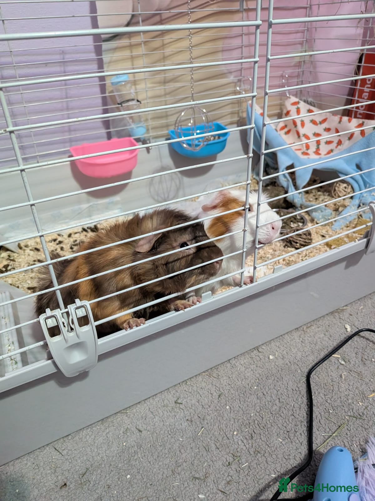 Guinea Pig rodents 2 male guinea pigs - Advert 2