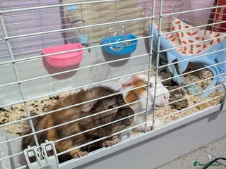 Guinea Pig rodents 2 male guinea pigs - Advert 2