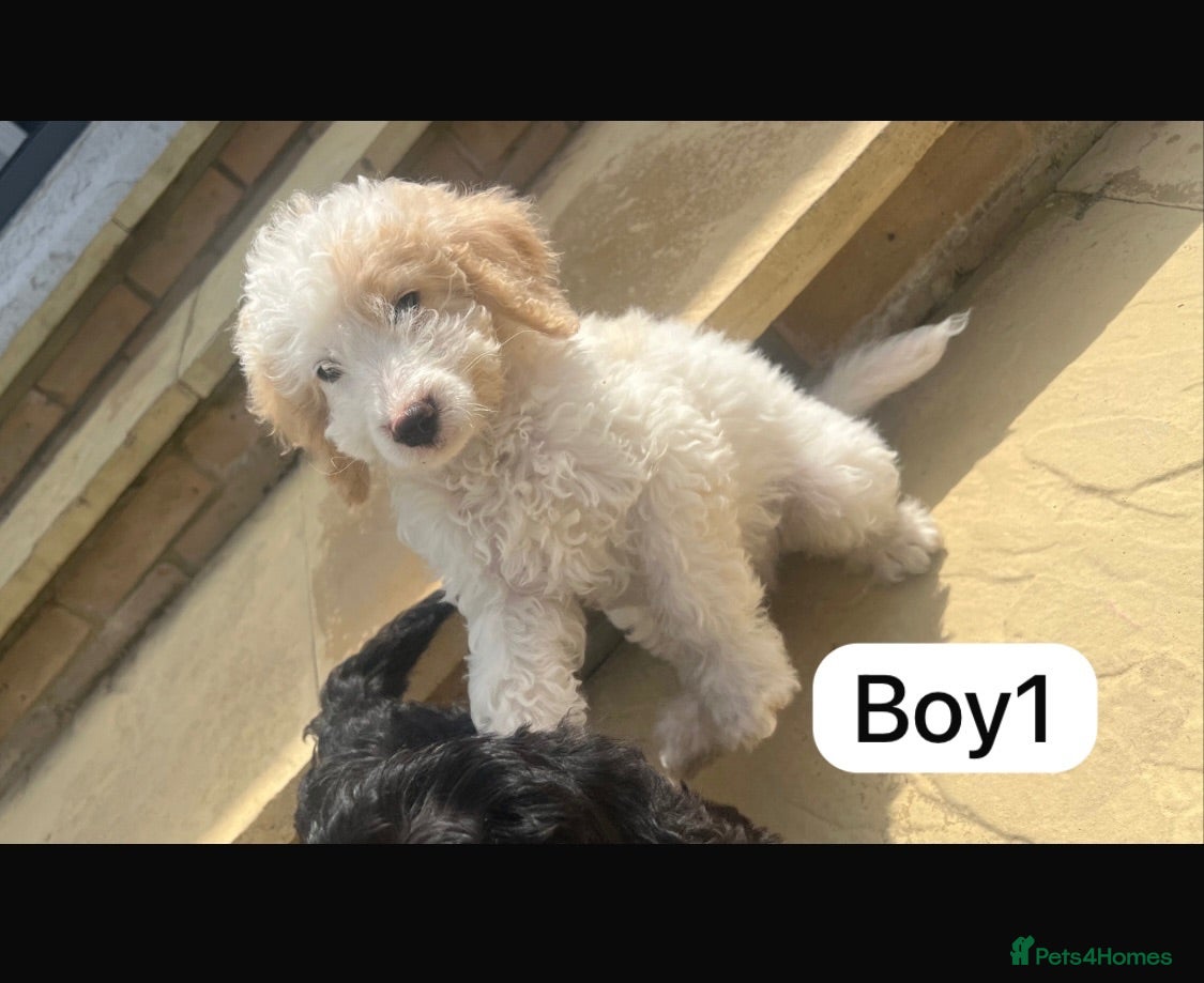 Cockapoo dogs Cockapoo puppies - Advert 14