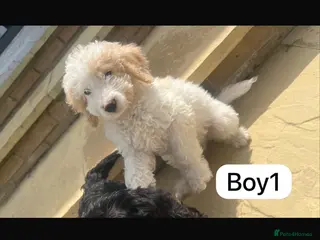 Cockapoo dogs Cockapoo puppies - Advert 14