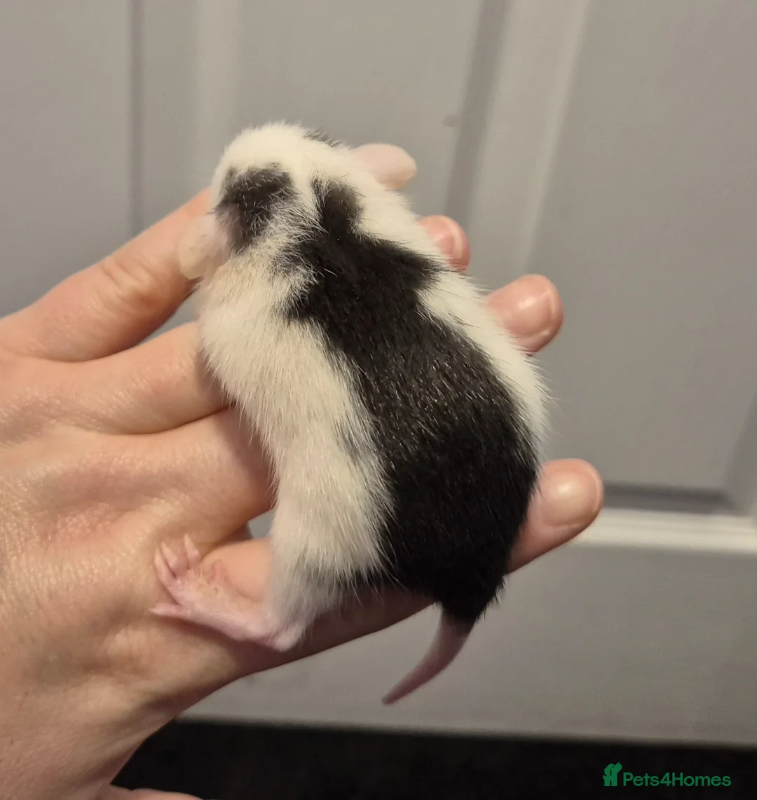 Rat rodents for sale: 2 Male Dumbo Rats  - Advert 2