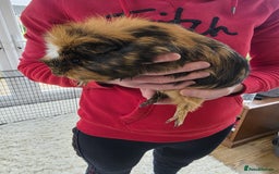 Guinea Pig rodents for sale: Male guinea pigs  - Image 11