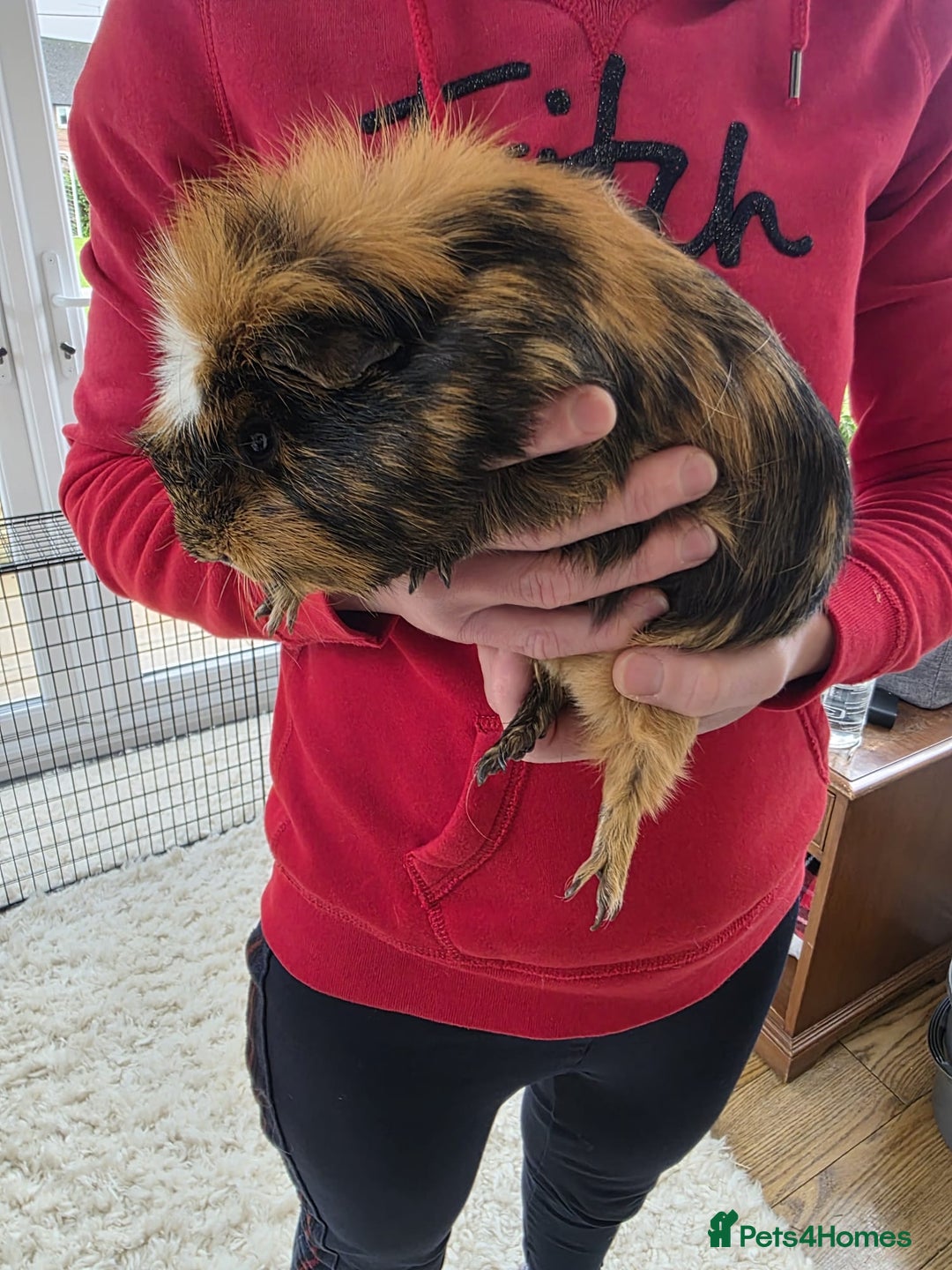 Guinea Pig rodents for sale: Male guinea pigs  - Image 11