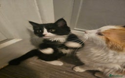 Mixed Breed cats for sale: Last kitten of the litter MALE. READY NOW - Image 3