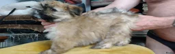 Lhasa Apso dogs for sale: 6 Lhasa Apso Puppies ready to leave now! - Advert 12