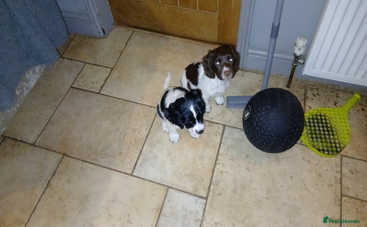 English Springer Spaniel dogs 2 beautiful English springer spaniel puppies  - Advert 2