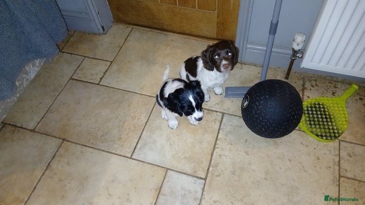 English Springer Spaniel dogs 2 beautiful English springer spaniel puppies - Advert 1