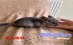 Chinchilla rodents for sale: 4 adult chinchillas and 2 kids for sale - Image 4