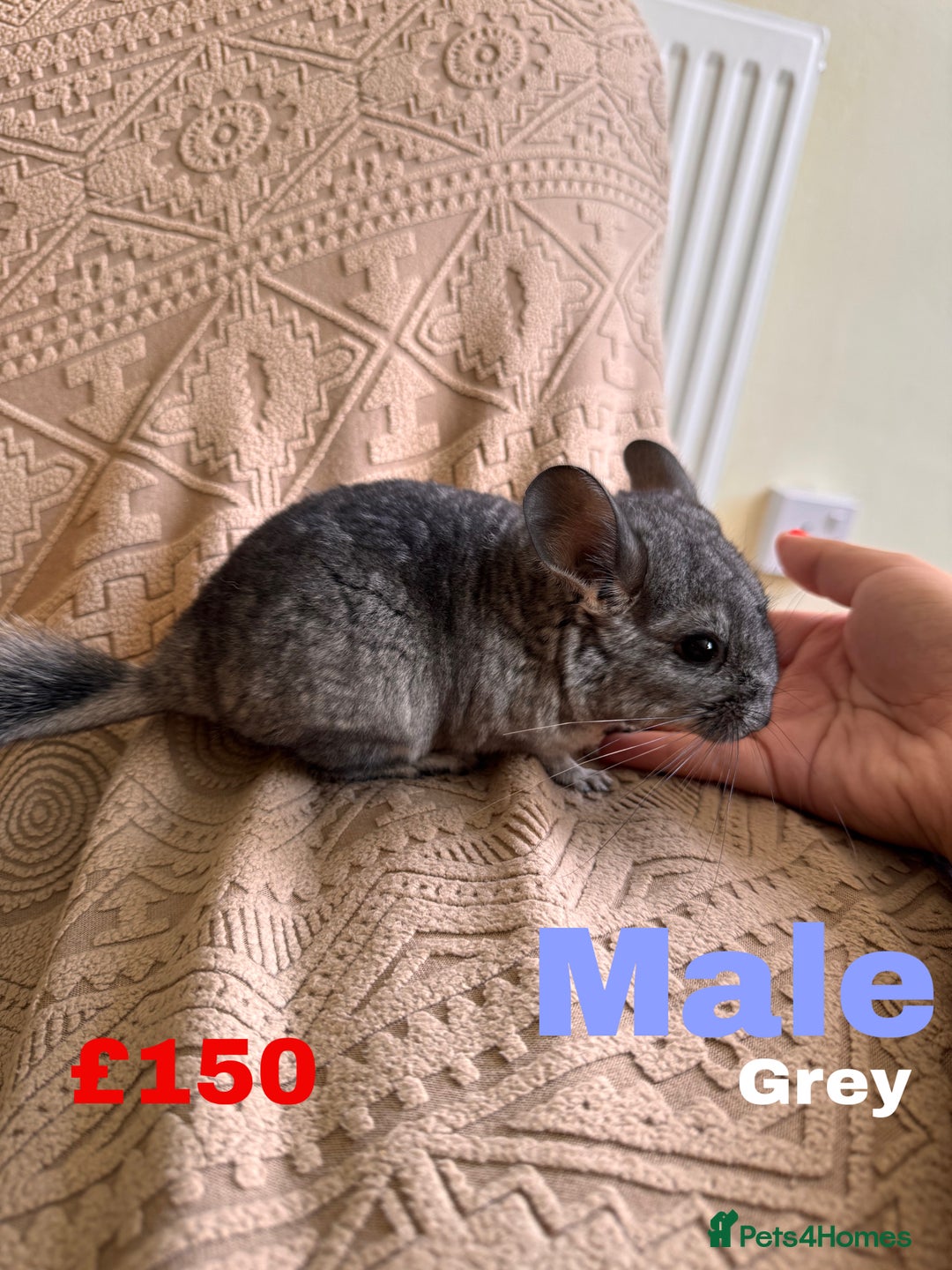 Chinchilla rodents for sale: 4 adult chinchillas and 2 kids for sale - Image 4