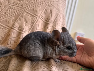 Chinchilla rodents - Advert 10
