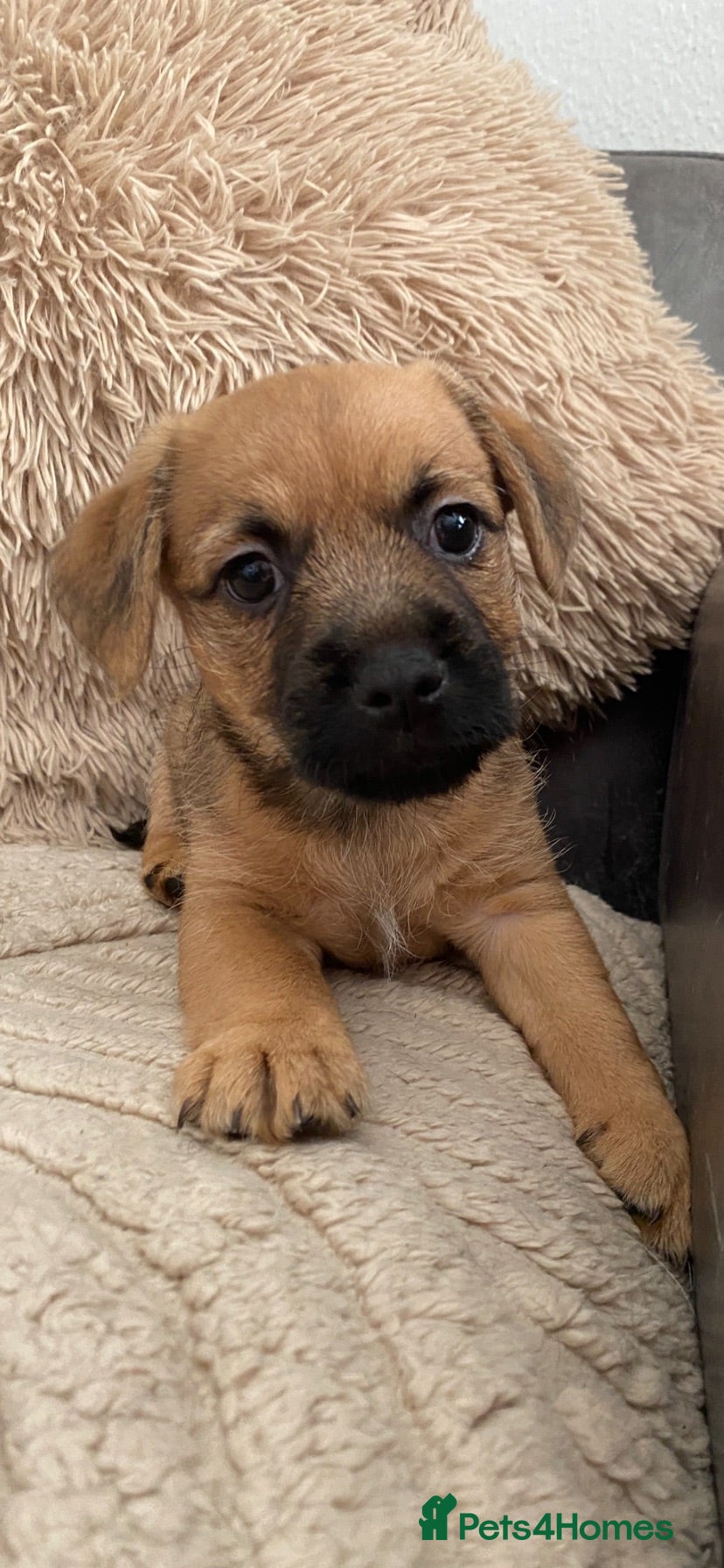 Mixed Breed dogs male Border/Cairn Terriers - Advert 1