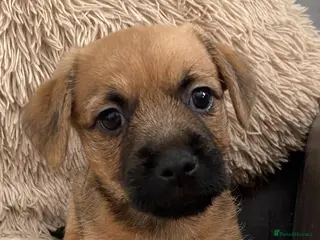 Mixed Breed dogs male Border/Cairn Terriers - Advert 1