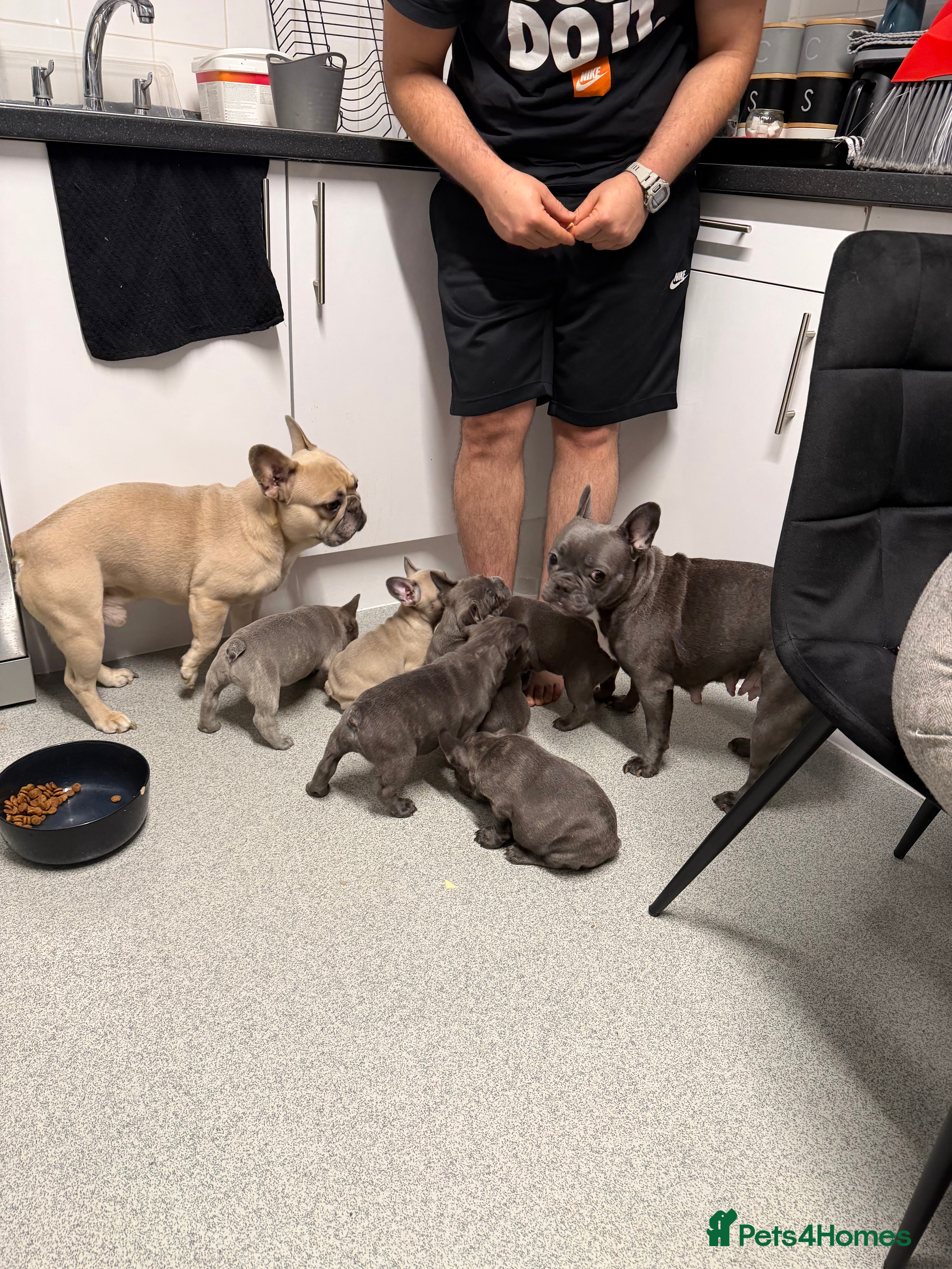 French Bulldog dogs FrenchBulldog Puppies  - Advert 18