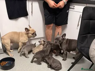 French Bulldog dogs FrenchBulldog Puppies - Advert 18