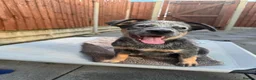 Australian Cattle Dog dogs for sale: 2 Beautiful Australian Cattle Dogs(1Male/1 Female) in Harlow - Advert 11