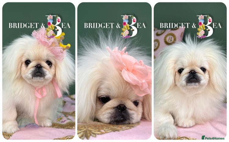 Pekingese dogs - Advert 1