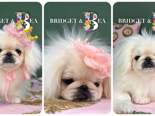 Pekingese dogs - Advert 5