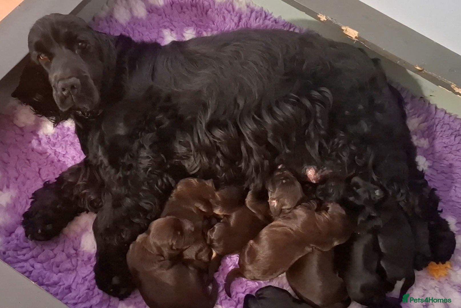 Cocker Spaniel dogs Show type KC Reg Cocker Spaniel Puppies Available - Advert 19
