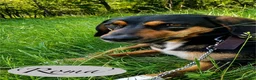 Mixed Breed dogs for adoption: Roma, 3-4 yrs. Available for adoption. - Advert 2