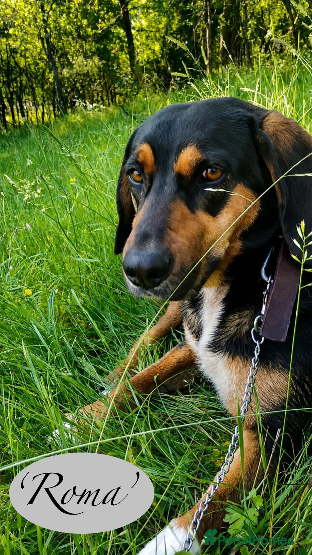 Mixed Breed dogs for adoption: Roma, 3-4 yrs. Available for adoption. - Advert 2