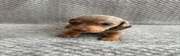Miniature Dachshund dogs for sale: ⭐️💕miniature dachshund pups⭐️💕 - Advert 29