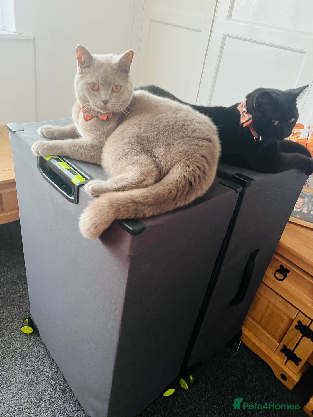 British Shorthair cats for sale: Two stunning boys looking for a loving home! - Image 8