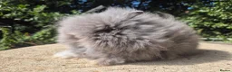 Angora rabbits for sale: ❤️STUNNING TEDDYDWERG BABIES- IMPORTED PARENTS ❤️ - Advert 4