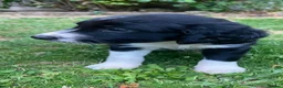 Border Collie dogs for sale: Boarder collie  - Advert 7