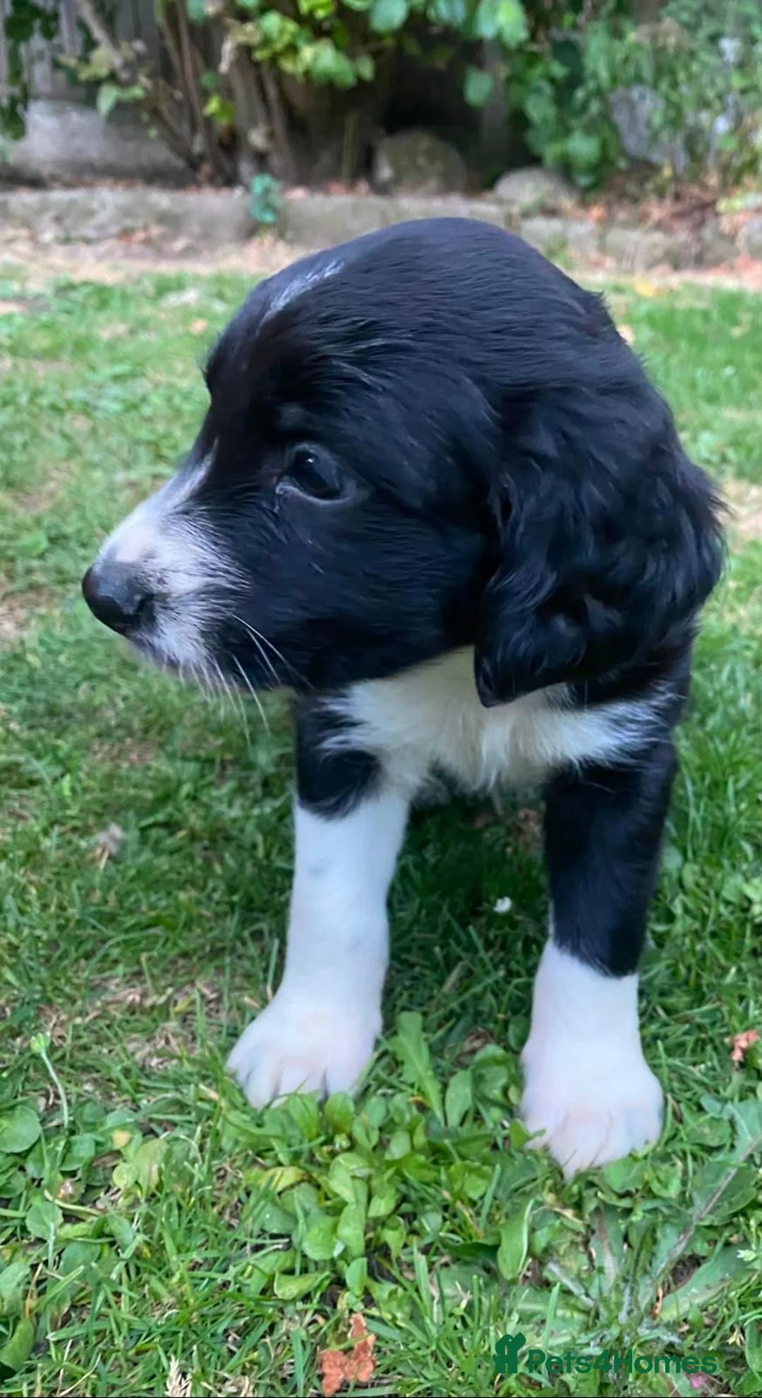 Border Collie dogs for sale: Boarder collie  - Advert 7