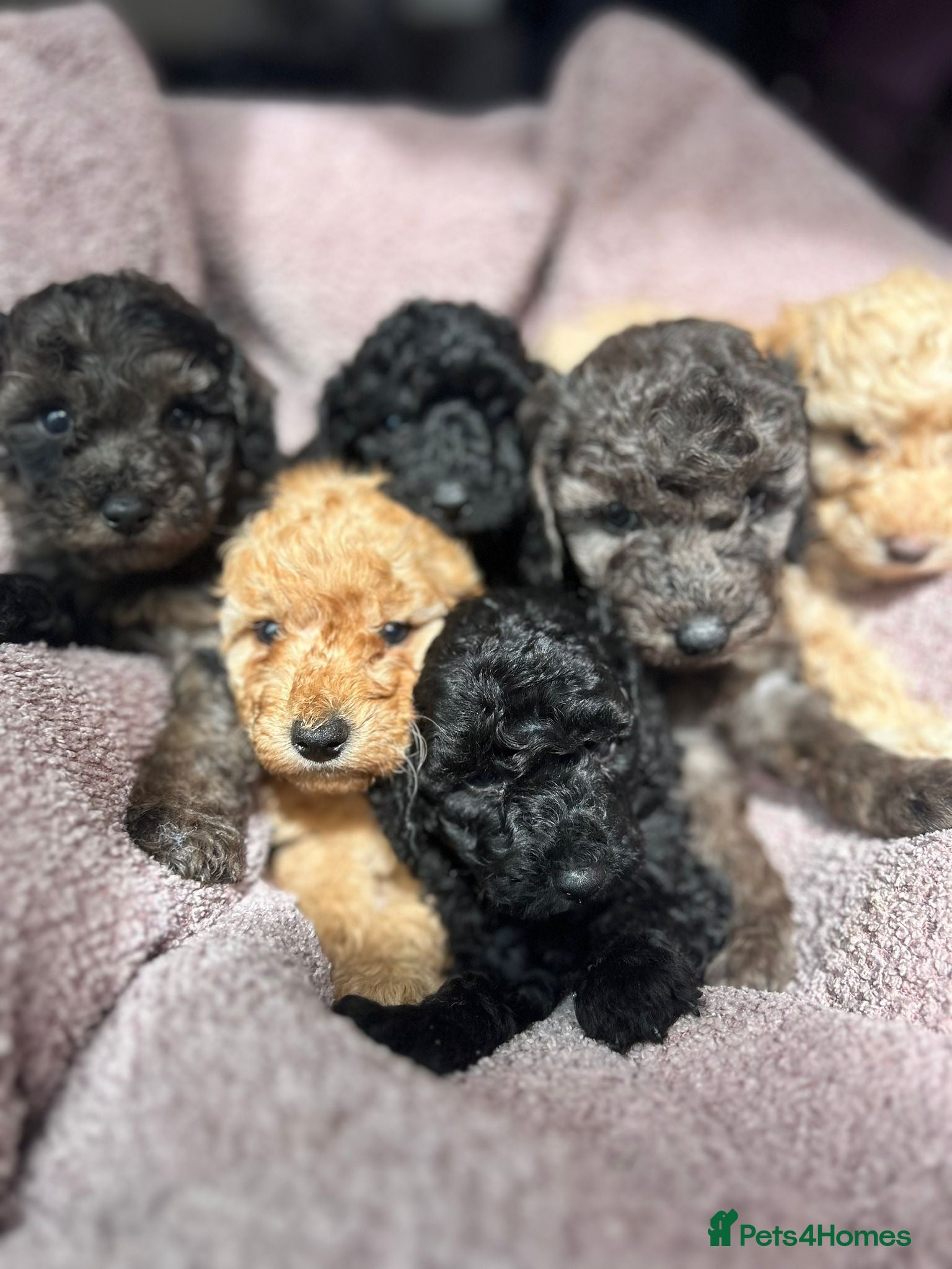 Miniature Poodle dogs Miniature poodles - Advert 1