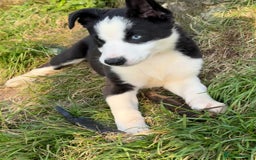 Border Collie dogs for sale: 3 Gorgeous border collie puppies for sale. - Image 5