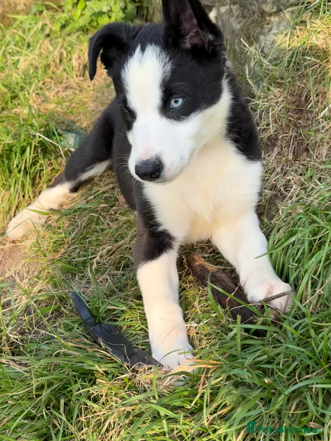 Border Collie dogs for sale: 3 Gorgeous border collie puppies for sale. - Image 5