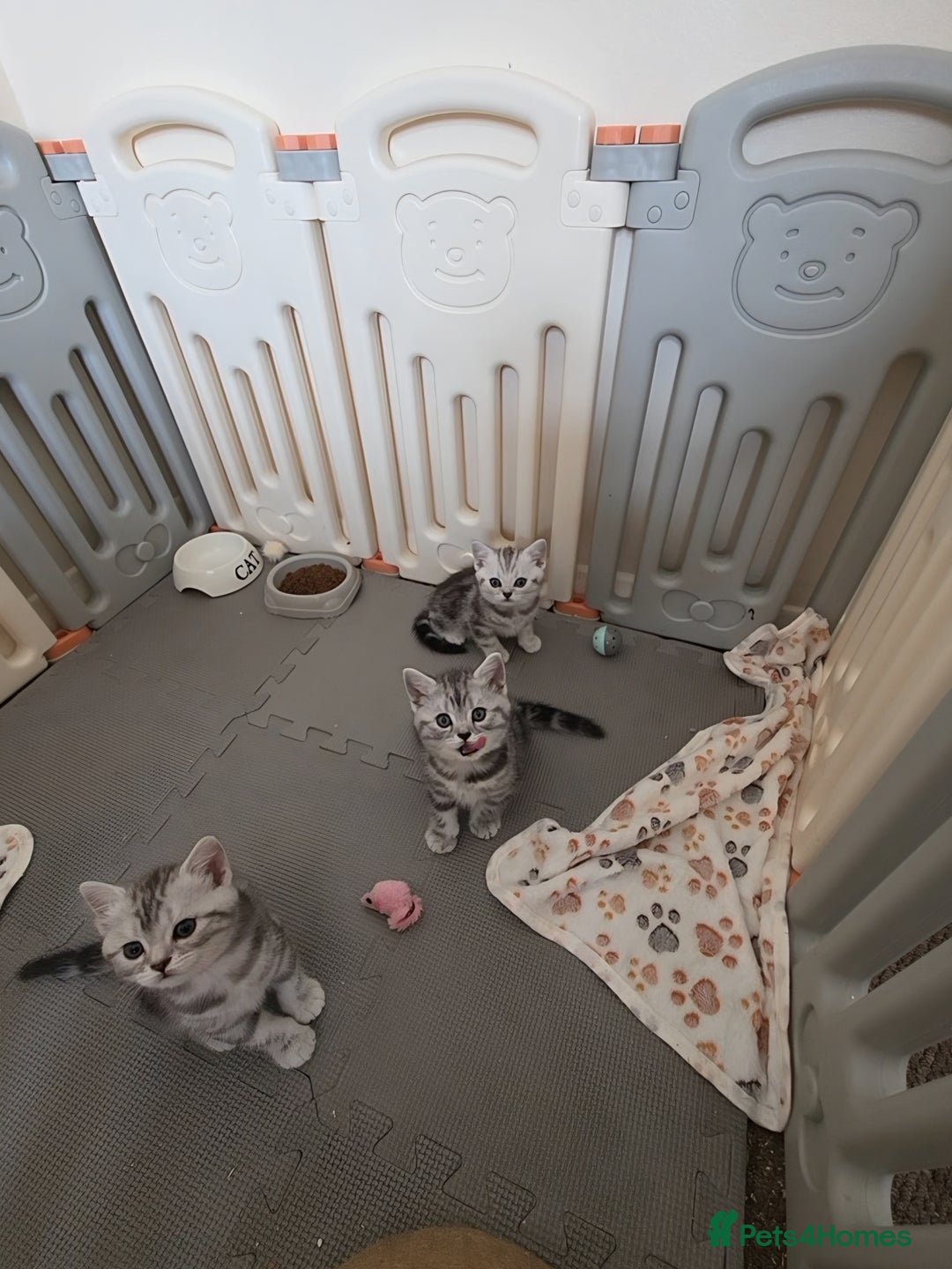 British Shorthair cats for sale: BSH Silver Tabby  - Image 9