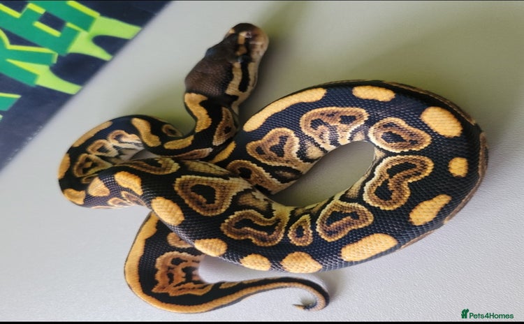 Python Snake reptiles - Advert 1