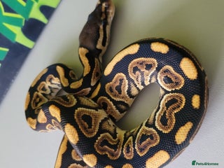 Python Snake reptiles for sale - Advert 1