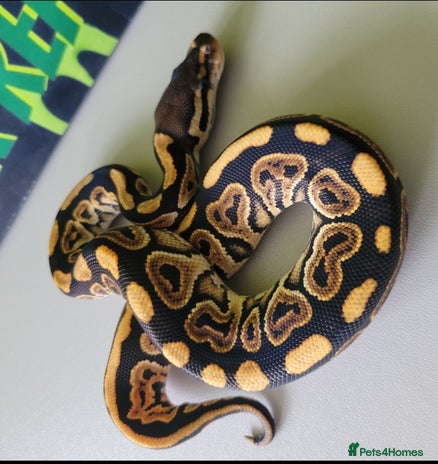 Python Snake reptiles - Advert 2