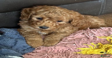Miniature Poodle dogs - Advert 5